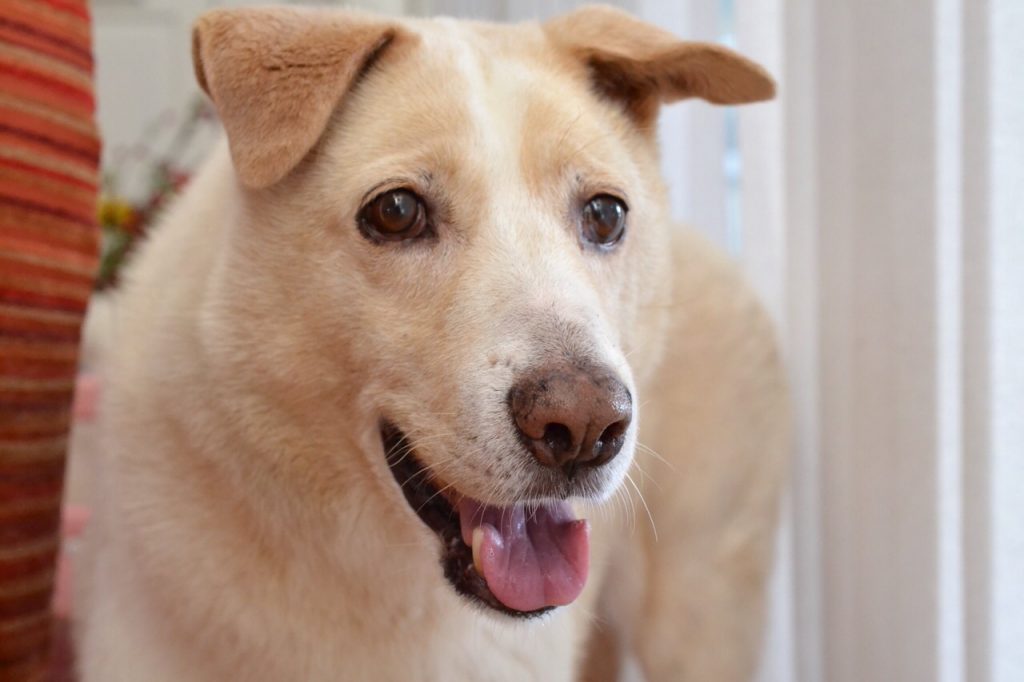 虎と闘うハナ スタッフブログ 韓国語のhana