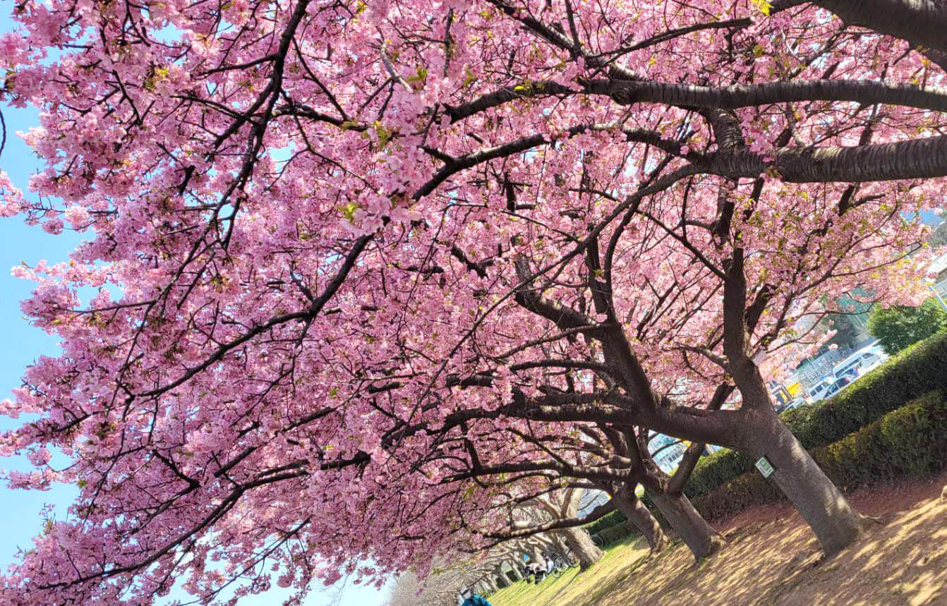 満開を迎えた河津桜